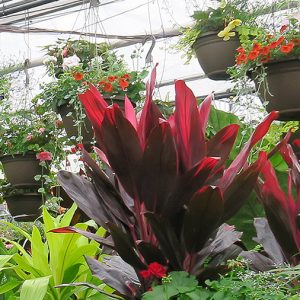 Fleurs annuelles en serre