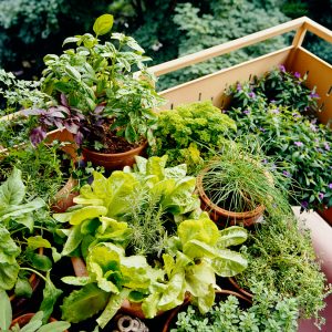 Potager semences & entretien